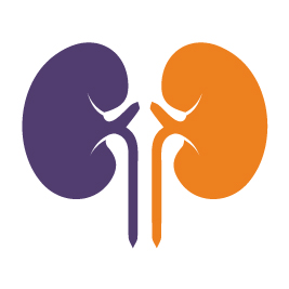 Kidney